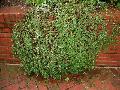 Chinese Bearberry / Cotoneaster dammeri